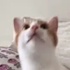 🥺