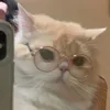 😺