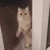 😺