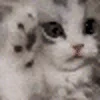 😻