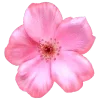🌸