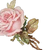 🌹