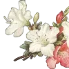 🌸