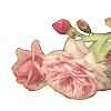 🌹