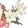 🌸