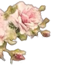 🌹