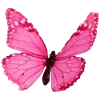 🦋