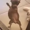 🥳