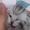 😿