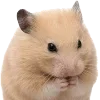 🐹