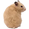 🐹