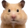 🐹