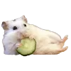 🐹