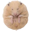🐹