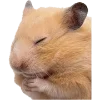 🐹