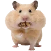 🐹