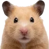 🐹