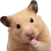 🐹