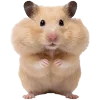 🐹
