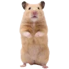 🐹