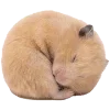 🐹