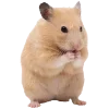 🐹