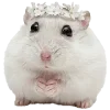 🐹