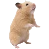 🐹