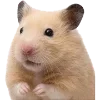 🐹