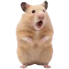 🐹