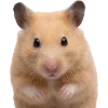 🐹