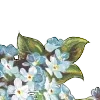 🌺