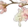 🌸