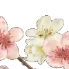 🌸