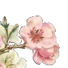 🌸