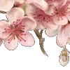 🌸