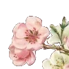 🌸