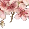 🌸