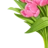 🌷