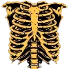 🩻
