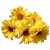 🌼