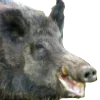 🐗