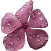 🌸