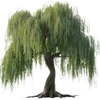 🌳