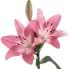 🌺