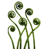 🌿