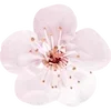 🌸