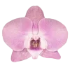 🌸