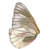 🦋