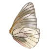 🦋